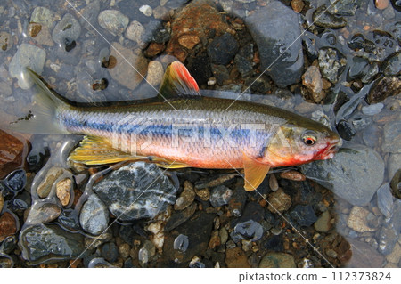 A male kingfisher dyed in flashy wedding colors A male kingfisher dyed in flashy wedding colors 112373824