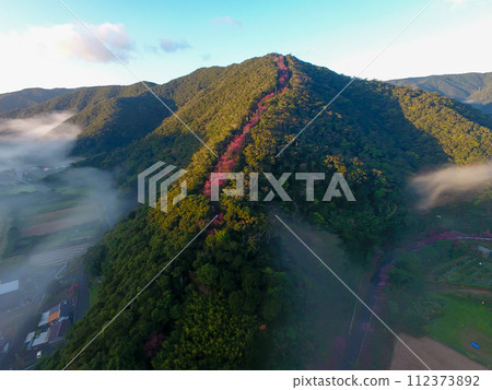 奄美大島 錫羅山 112373892