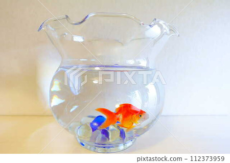 Goldfish Goldfish Fish Summer Japan Japanese 112373959