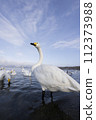 Swans floating in the lake 112373988