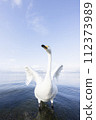 Swan swimming in the lake 112373989