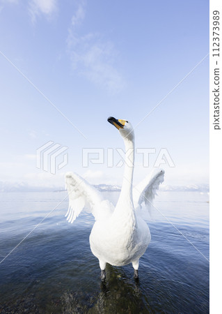 Swan swimming in the lake Swan swimming in the lake 112373989