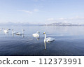 Swans floating in the lake 112373991