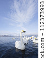 Swans floating in the lake 112373993