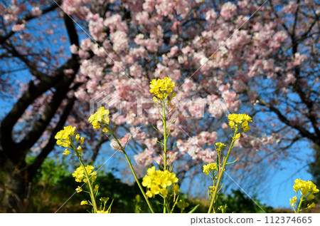 Beautiful Kawazu cherry blossoms in Hannomori Park, Fukaya City, Saitama Prefecture Beautiful Kawazu cherry blossoms in Hannomori Park, Fukaya City, Saitama Prefecture 112374665