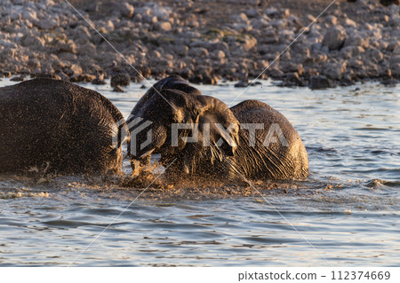 Bathing Elephants in Etosha 112374669