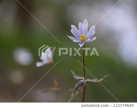 Yukiwariichige blooming in the forest in early spring 112374684