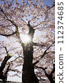 The sun shining through the cherry blossom tree 112374685