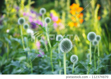 Globe thistle, natural and plant in spring meadow for closeup, fresh and nature wild vegetation. Ecology and pollen flower for biodiversity, sustainability and environmental garden botanical growth Globe thistle, natural and plant in spring meadow for closeup, fresh and nature wild vegetation. Ecology and pollen flower for biodiversity, sustainability and environmental garden botanical growth 112374870