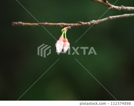 Okinawa's cherry blossoms herald the arrival of spring Okinawa's cherry blossoms herald the arrival of spring 112374898