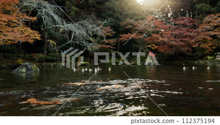 Koi pond, trees and nature with landscape and environment, ducks and fish with sunshine and park in Japan. Garden, Earth with lake or water background, location or destination for travel and tourism 112375194