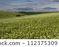 Potato field with white flowers 112375309