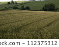Extensive wheat field 112375312