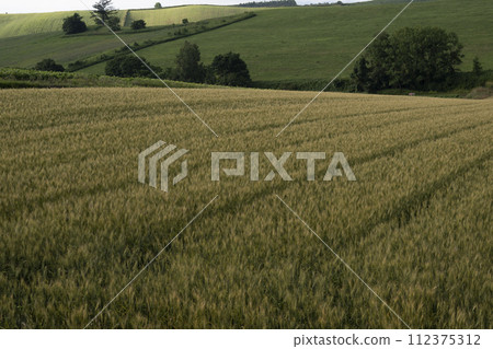 Extensive wheat field Extensive wheat field 112375312