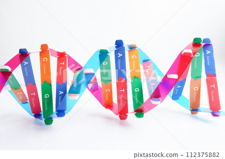 DNA molecule spiral structure model isolated on white background, chromosome and gene chemical science biology. DNA molecule spiral structure model isolated on white background, chromosome and gene chemical science biology. 112375882