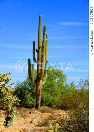 Old Saguaro Cactus Sonora desert Arizona 112376084