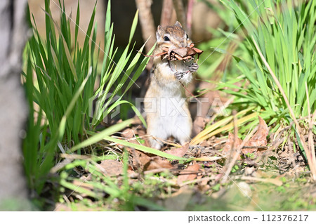 A cute standing chipmunk collecting fallen leaves - Saitama City, Saitama Prefecture (Citizens' Forest, Minuma Green Center, Squirrel House) 112376217