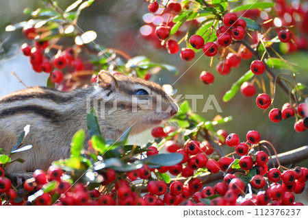 吃火棘果的花栗鼠 埼玉縣埼玉市(市民森林、見沼綠色中心、松鼠之家) 吃火棘果的花栗鼠 埼玉縣埼玉市(市民森林、見沼綠色中心、松鼠之家) 112376237