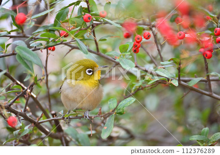 Eat meat of Pirakanzasa 112376289