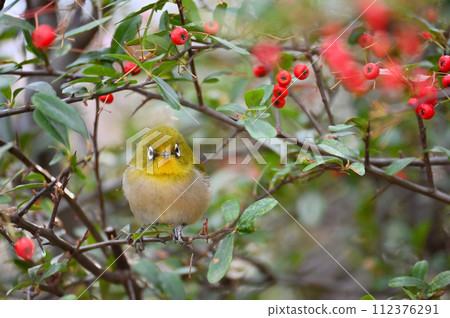 Eat meat of Pirakanzasa Eat meat of Pirakanzasa 112376291