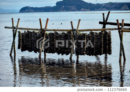Oyster aquaculture 112376660