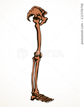 Vector drawing. Bones of the leg 112376748