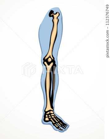 Vector drawing. Bones of the leg 112376749