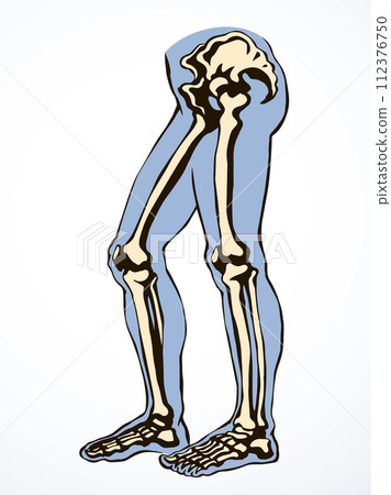 Vector drawing. Bones of the leg 112376750