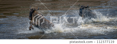 Panorama of two blue wildebeest amid spray 112377119