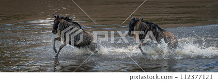 Panorama of two blue wildebeest crossing shallows 112377121