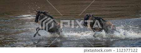 Panorama of two blue wildebeest in river 112377122