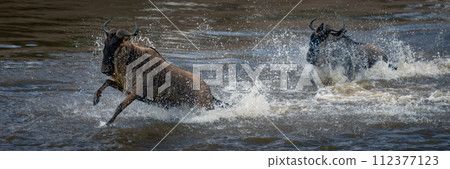 Panorama of two blue wildebeest in spray 112377123