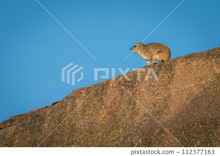 Rock hyrax lifts head on rocky outcrop Rock hyrax lifts head on rocky outcrop 112377163