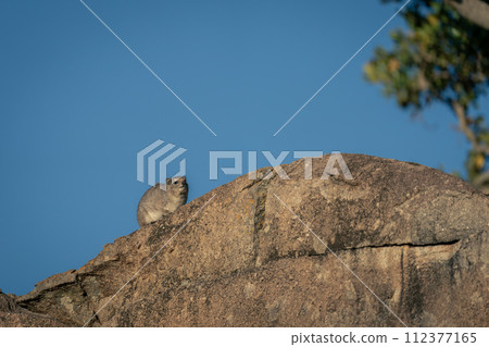 Rock hyrax on kopje against blue sky 112377165