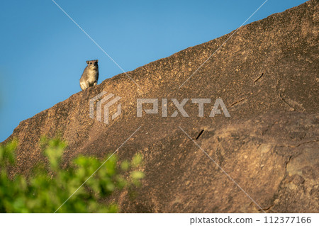 Rock hyrax on kopje beneath blue sky 112377166