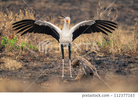 Secretary bird spreads wings over tawny eagle Secretary bird spreads wings over tawny eagle 112377183