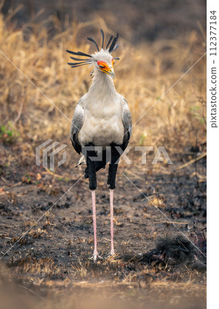 Secretary bird stands in mud looking down 112377184