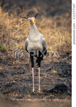 Secretary bird stands in mud staring down 112377187