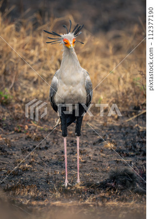 Secretary bird stands on mud looking down 112377190
