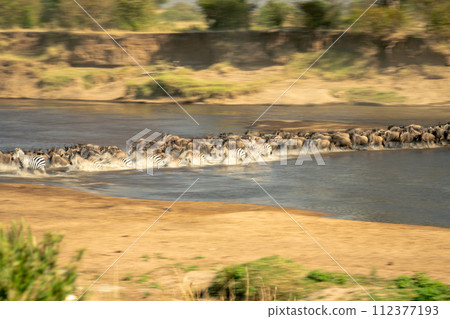Slow pan of blue wildebeest and zebra Slow pan of blue wildebeest and zebra 112377193