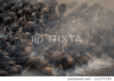 Slow pan of blue wildebeest at crossing 112377194