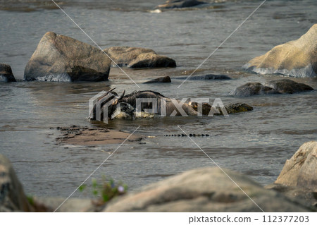 Nile crocodile grabbing hold of blue wildebeest 112377203