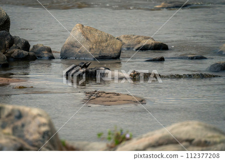 Nile crocodile holds blue wildebeest from behind Nile crocodile holds blue wildebeest from behind 112377208