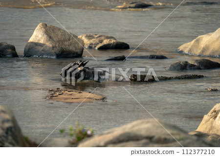 Nile crocodile holds on to blue wildebeest Nile crocodile holds on to blue wildebeest 112377210