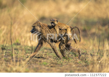 Olive baboon walks carrying baby on back 112377222