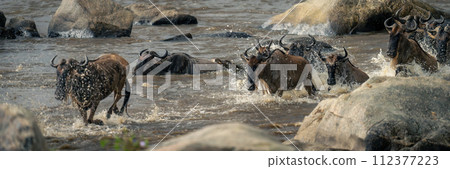 Panorama of blue wildebeest caught by crocodile 112377223