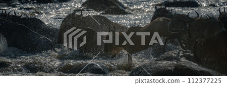 Panorama of blue wildebeest crossing rocky river 112377225