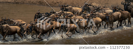 Panorama of blue wildebeest galloping across stream 112377230