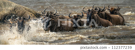 Panorama of blue wildebeest splashing by crocodile Panorama of blue wildebeest splashing by crocodile 112377239