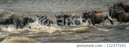 Panorama of blue wildebeest swimming by crocodile 112377241